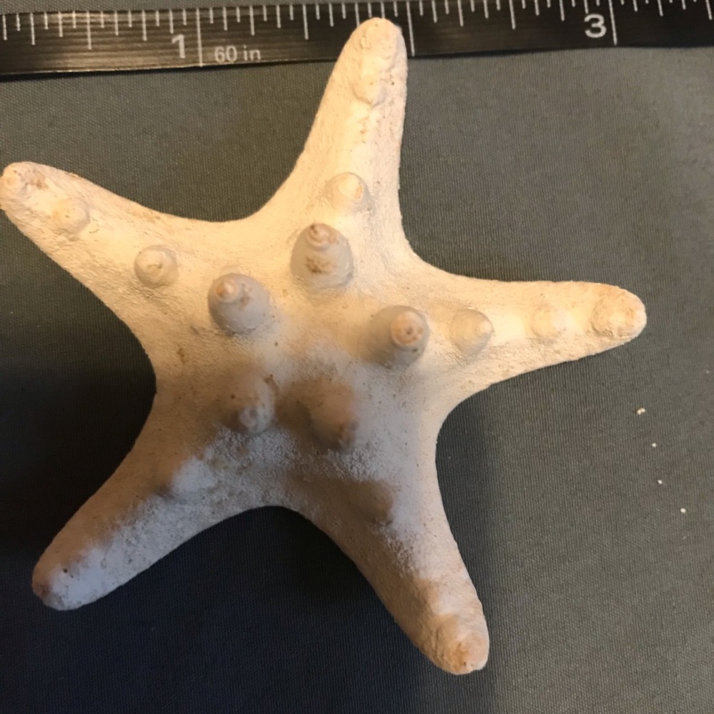 Starfish - Picture 3 of 4